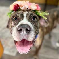 Thumbnail photo of Ann Marie Wiggle Butt Wonderful #4