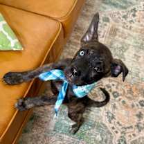 Thumbnail photo of Baby Bear Kissy #1