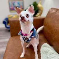 Thumbnail photo of Annie Oakley #1