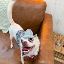 Thumbnail photo of Annie Oakley #2