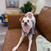 Thumbnail photo of Annie Oakley #4