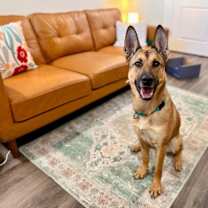 Thumbnail photo of Ari Honey the Loving Adventurer #1