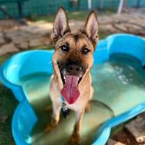 Thumbnail photo of Ari Honey the Loving Adventurer #4