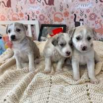 Thumbnail photo of Baby Monster K Pop #2