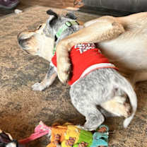 Thumbnail photo of Boris #4