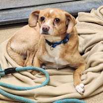 Thumbnail photo of Puppet #2