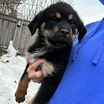 Thumbnail photo of Lomax #4