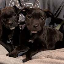 Thumbnail photo of Ivy #1