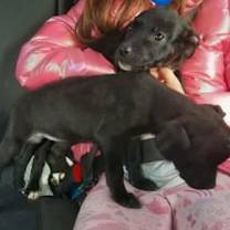 Thumbnail photo of Ivy #2