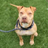 Thumbnail photo of Nala #1