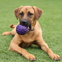 Thumbnail photo of Lainey  #1