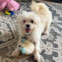 Thumbnail photo of ORA (puppy) #1