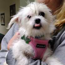 Thumbnail photo of ORA (puppy) #2