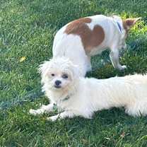 Thumbnail photo of ORA (puppy) #3