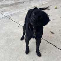 Thumbnail photo of Vader #2