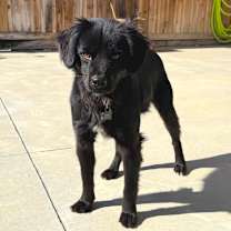 Thumbnail photo of Vader #4