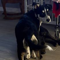 Thumbnail photo of Angus #1