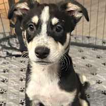 Thumbnail photo of Angus #3