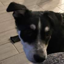 Thumbnail photo of Angus #4