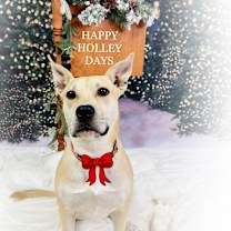 Thumbnail photo of Holley #1