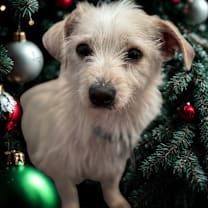 Thumbnail photo of Bruno #1