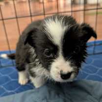 Thumbnail photo of Murphy *adoption pending* #3
