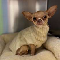 Thumbnail photo of Dog 12/10/2025 #2