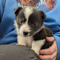 Thumbnail photo of Murphy *adoption pending* #4