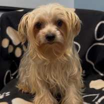 Thumbnail photo of Miss Holly #1