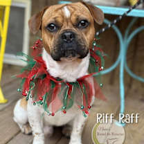 Thumbnail photo of Riff Raff #1