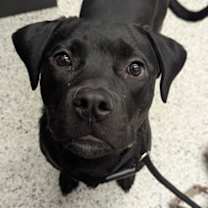 Thumbnail photo of Xena #2