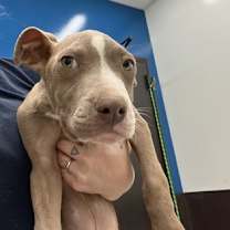 Thumbnail photo of Okie #1