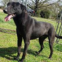 Thumbnail photo of Spade #1