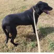 Thumbnail photo of Spade #2