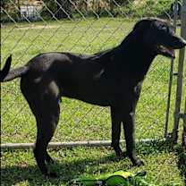 Thumbnail photo of Spade #3