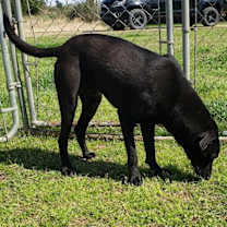 Thumbnail photo of Spade #4