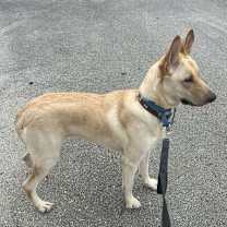 Thumbnail photo of Blue 3144 #3