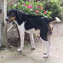 Thumbnail photo of Buddy - Best Friend Potential! #2