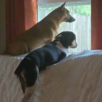 Thumbnail photo of Buddy - Best Friend Potential! #4