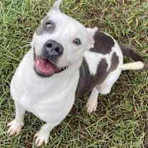 Thumbnail photo of CRANBERRY/URGENT #1