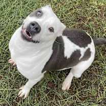 Thumbnail photo of CRANBERRY/URGENT #2