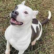 Thumbnail photo of CRANBERRY/URGENT #3