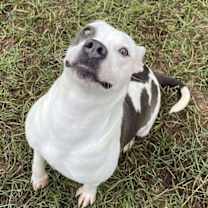 Thumbnail photo of CRANBERRY/URGENT #4