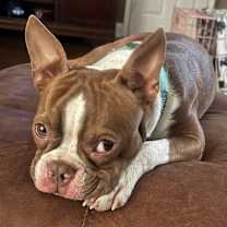 Thumbnail photo of Nugget #2