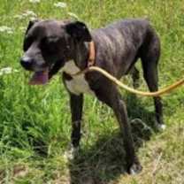 Thumbnail photo of Yoshi #3