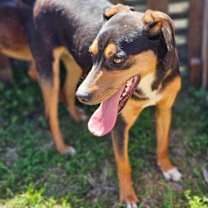 Thumbnail photo of Zowie #2