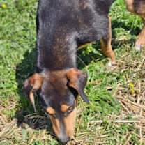 Thumbnail photo of Zowie #4