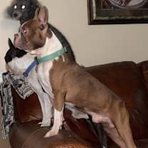 Thumbnail photo of Nugget #4