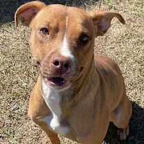 Thumbnail photo of GINGER/URGENT #1