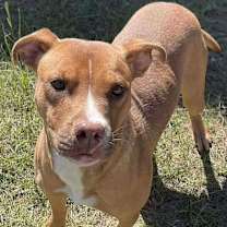 Thumbnail photo of GINGER/URGENT #2